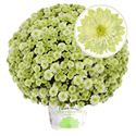 Afbeelding van Bolchrysant P19 Primo pistache